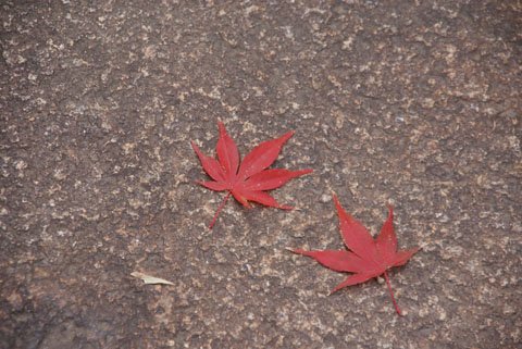 紅葉＠嵐山