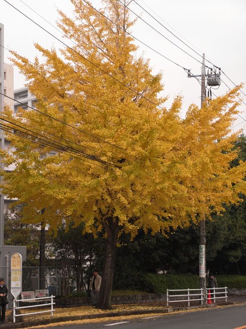 事務所前の銀杏