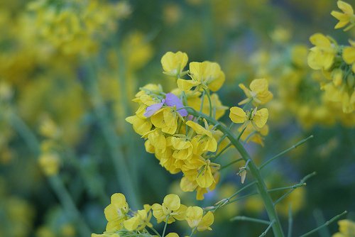 菜の花