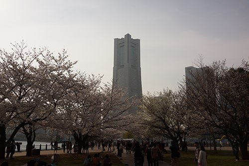 桜＠汽車道