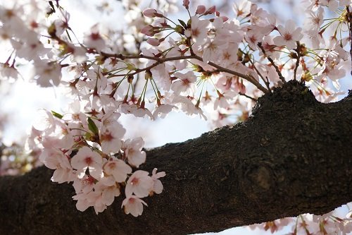 桜＠砂押川プロムナード