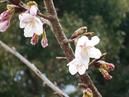 今年も玉縄桜が咲きました
