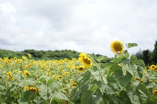 ひまわり＠宮古島